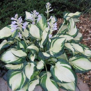 Хоста Hosta ‘Dancing in the Rain’